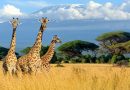 What Are the Visa Requirements When Traveling to Kenya?