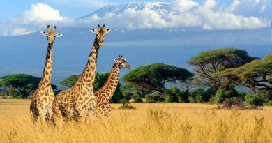 What Are the Visa Requirements When Traveling to Kenya?